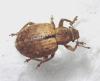 Strophosoma melanogrammum